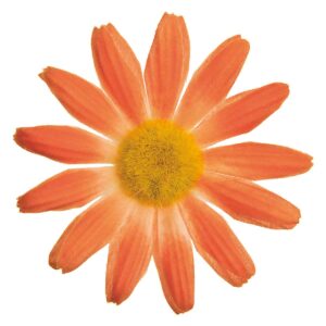 FIORE BRN PICCOLO MARGHERITA ARANCIO