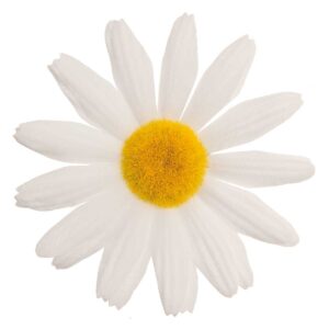 FIORE BRN PICCOLO MARGHERITA BIANCA