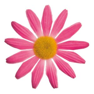 FIORE BRN PICCOLO MARGHERITA ROSA