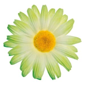 FIORE BRN PICCOLO MARGHERITA VERDE