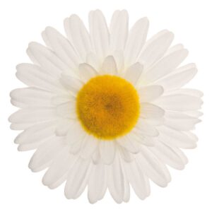 FIORE BRN GRANDE MARGHERITA BIANCA